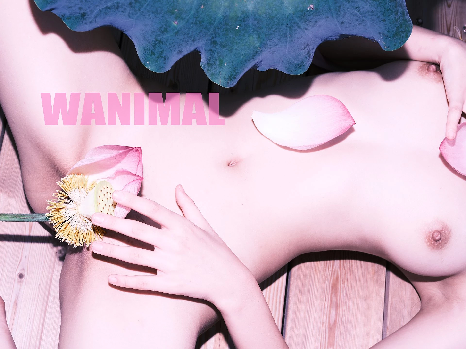 (攝影師)@WANIMAL912 (343P)