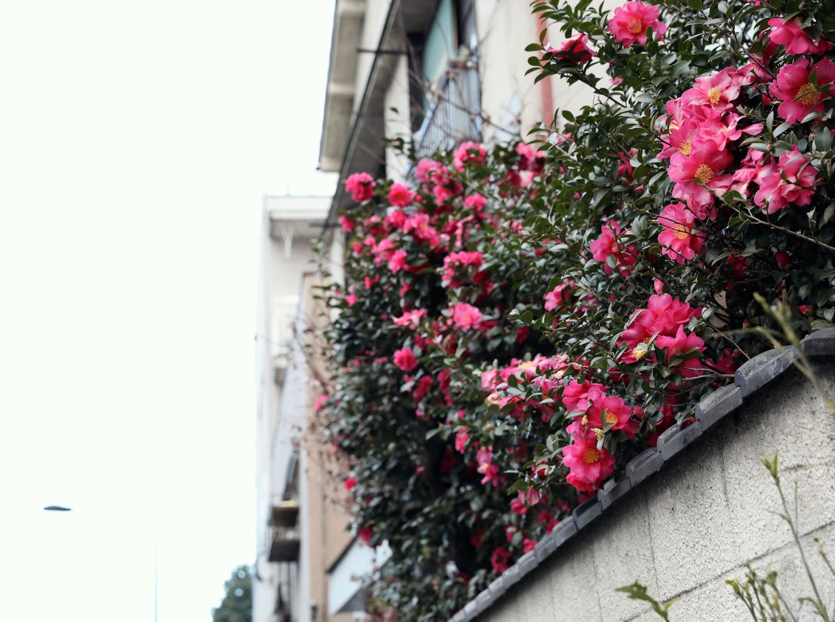JP Mito Kana 水戸かな – 花を愛でる人