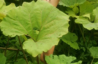 Anna – Lappola (98 Photos)